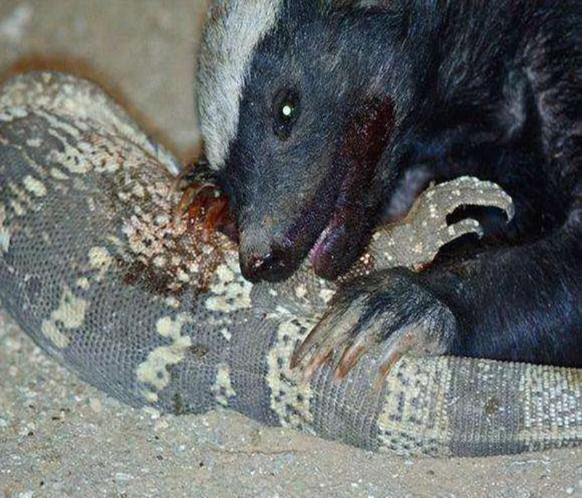 平头哥蜜獾动物图片,动物界扛把子蜜獾平头哥