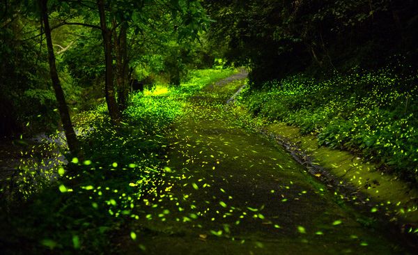 最美丽的霓虹灯光,最美丽的灯光夜晚不带字幕