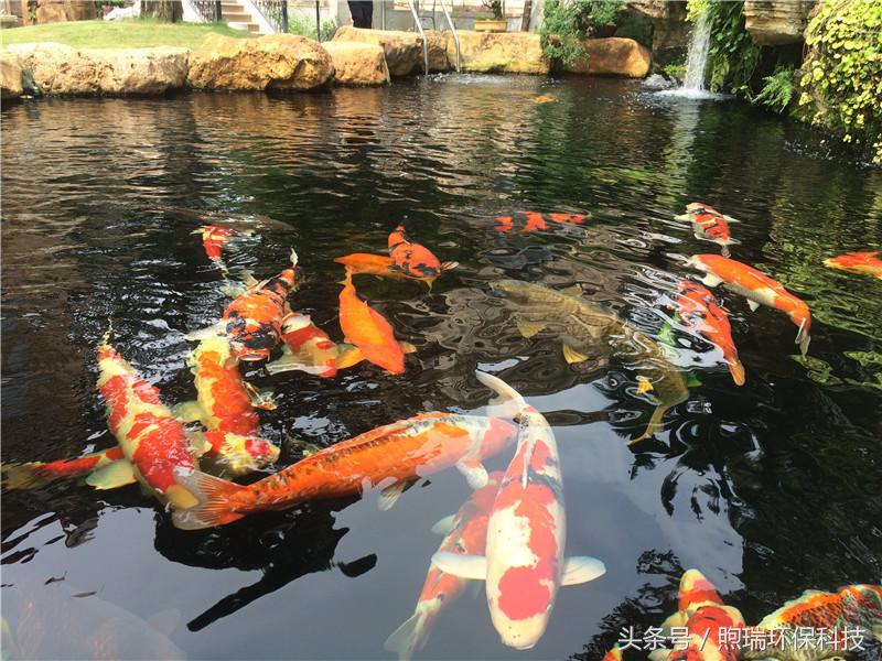 锦鲤鱼池需要什么过滤设备好,锦鲤鱼池过滤设备哪种好