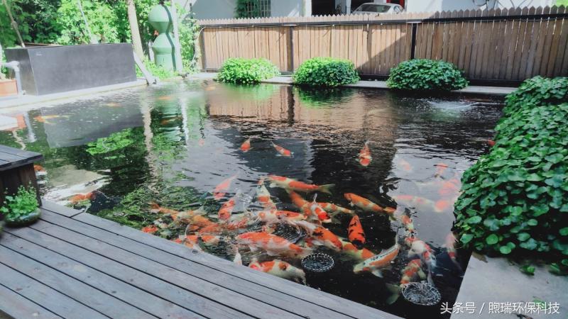 锦鲤鱼池需要什么过滤设备好,锦鲤鱼池过滤设备哪种好