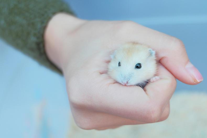 仓鼠怎么才能快速上手,仓鼠怎么养才能快速上手