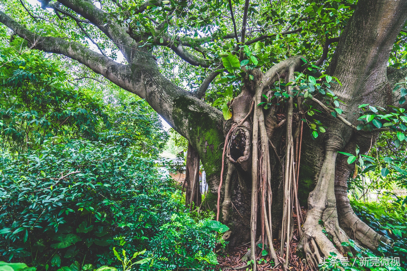 东莞一大古村,东莞具有世界工厂的称号