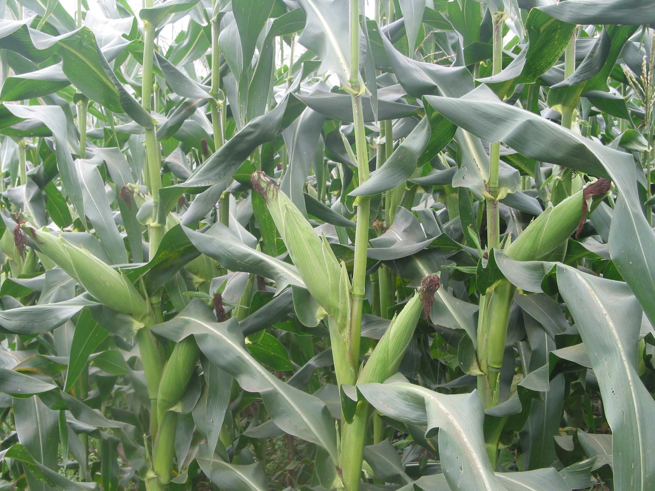 玉米产销缺口到底有多大,鲜食玉米市场需求调研