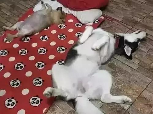 福懋宠物医院宠物洗澡,福懋动物医院西槎分院