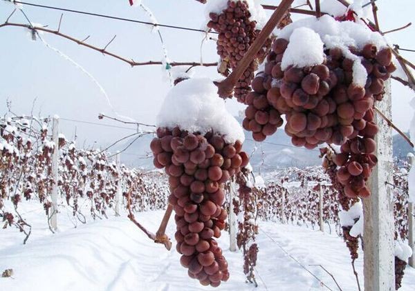 红酒莫吉斯,无醇干红和无醇起泡酒区别大吗