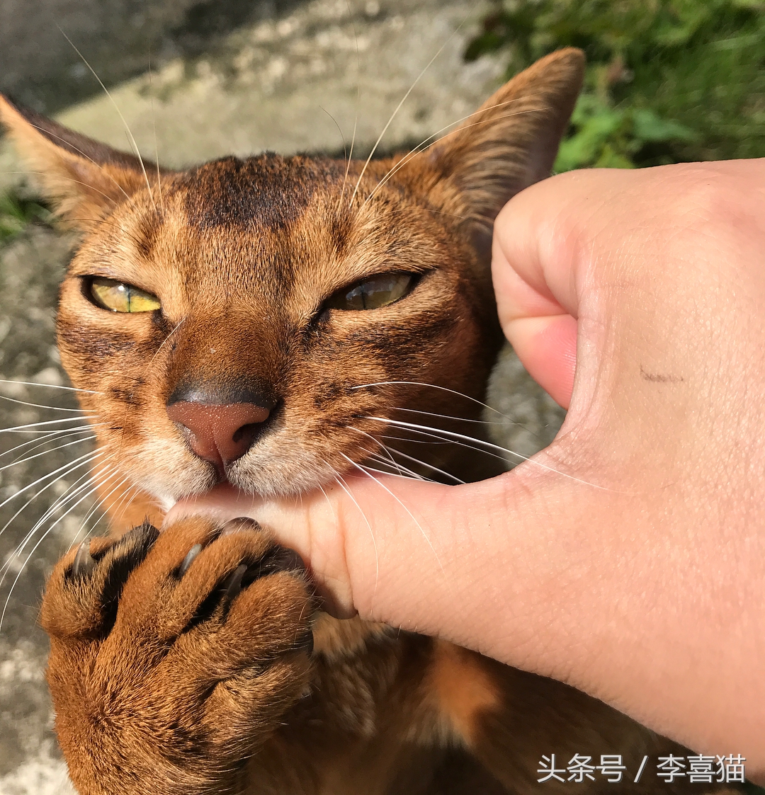 被狗狗咬伤一定要打狂犬疫苗吗？狂犬病的这些小知识需要掌握