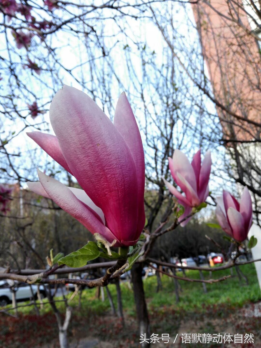 有一种叫什么药的花,有一种花叫桔梗
