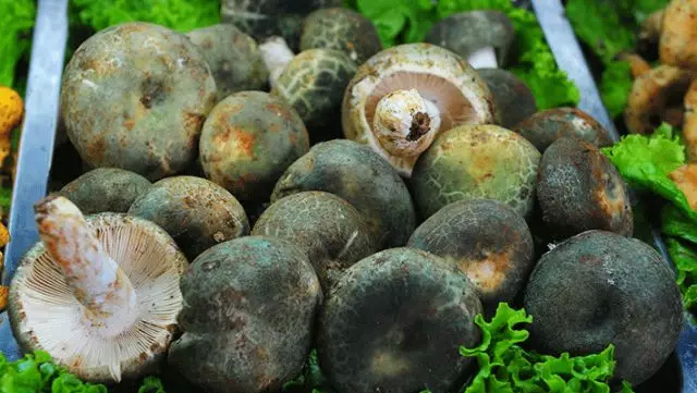 楚雄彝族歌曲彝语山歌,楚雄彝州原创说唱歌曲