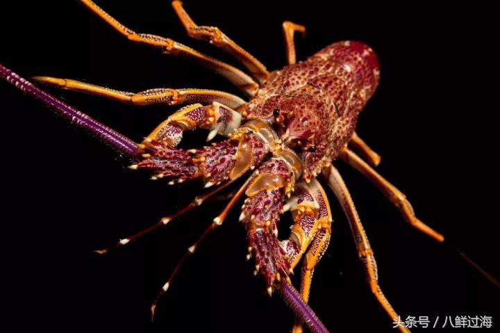 新西兰红色岩龙虾,新西兰岩龙虾介绍