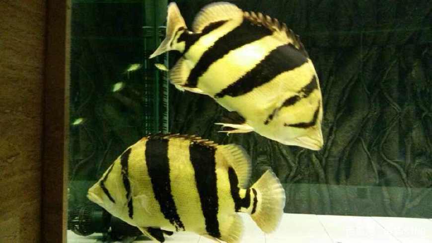 教你龙鱼从开缸到饲养的过程，保证这几项就能出状态