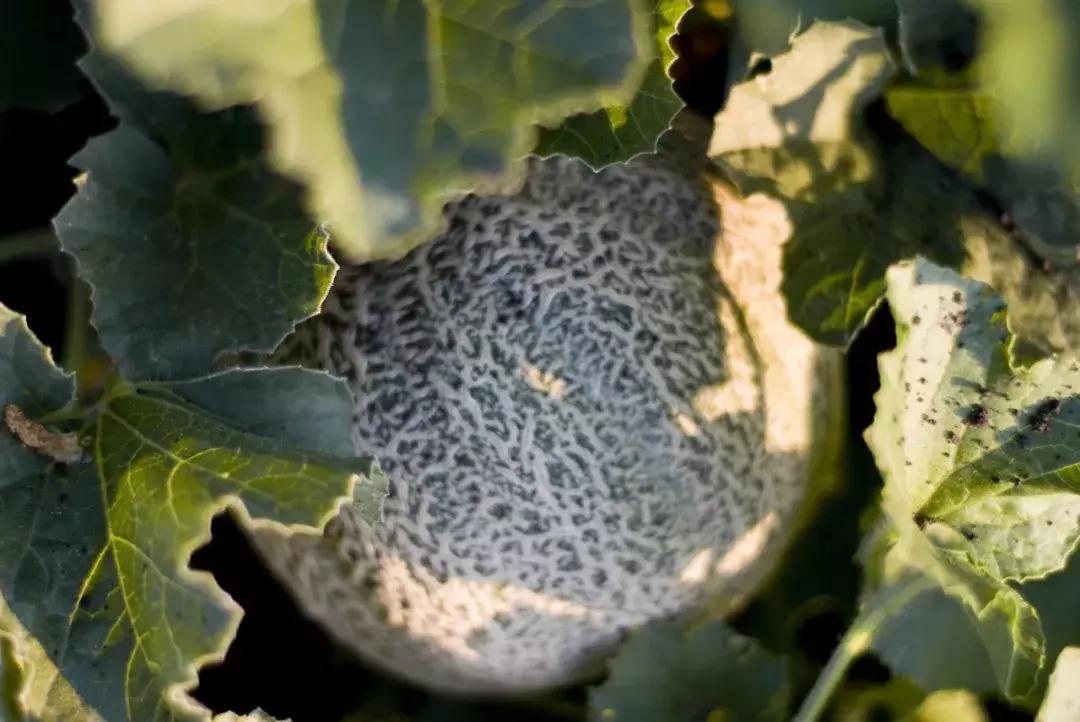 甜瓜｜伊丽莎白、金蜜、白兔、京玉、鲁厚甜1号、蜜兰、流星……