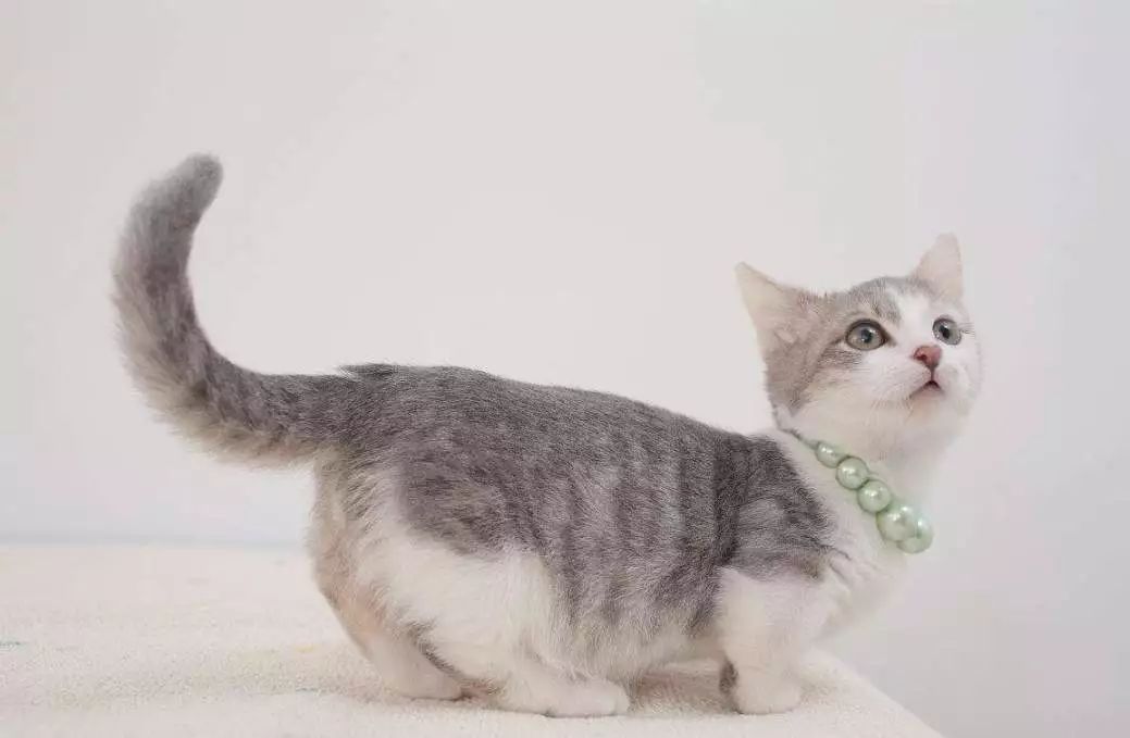 「喵百科」从胡须、耳朵、尾巴看透猫在想什么！