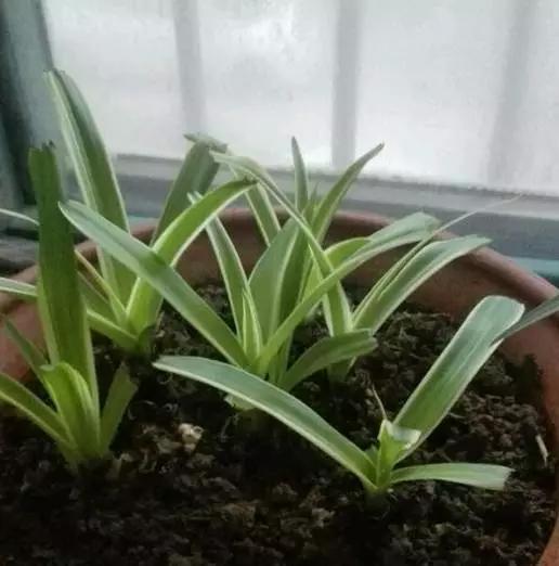 吊兰干尖焦枯怎么治疗,金边吊兰黄叶干尖怎么办