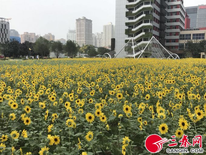 400亩向日葵花海惊艳盛开,贵州修文千亩向日葵花海惊艳盛放