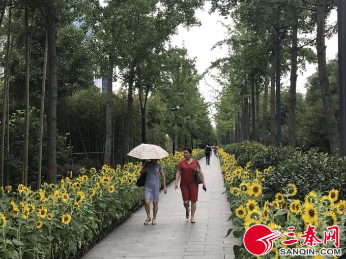 400亩向日葵花海惊艳盛开,贵州修文千亩向日葵花海惊艳盛放