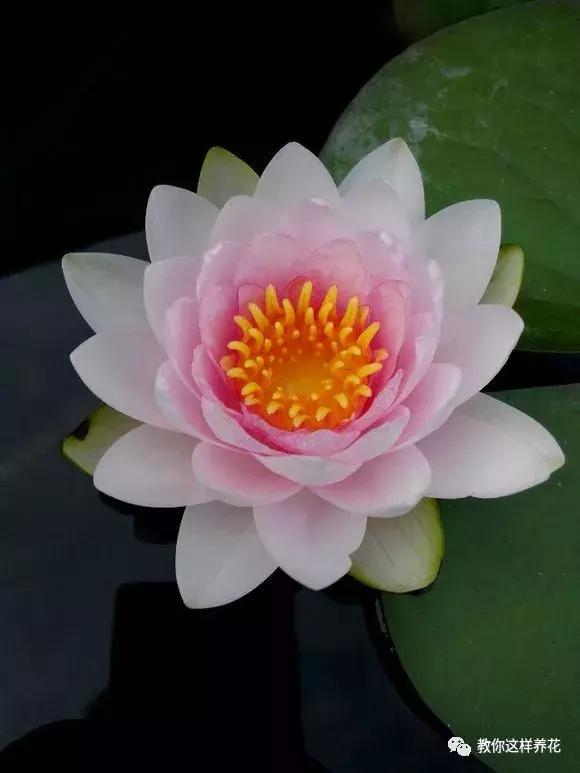 为了种花，老婆把老家的水缸偷来了，骗老妈说腌咸菜！