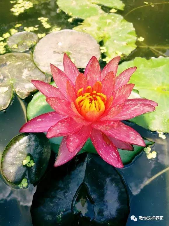 为了种花，老婆把老家的水缸偷来了，骗老妈说腌咸菜！