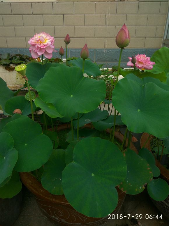 为了种花，老婆把老家的水缸偷来了，骗老妈说腌咸菜！