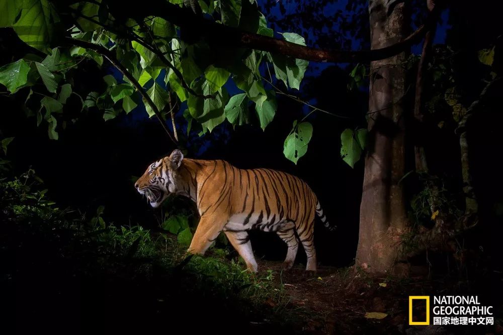 国家地理的真相,国家地理讲虎的纪录片