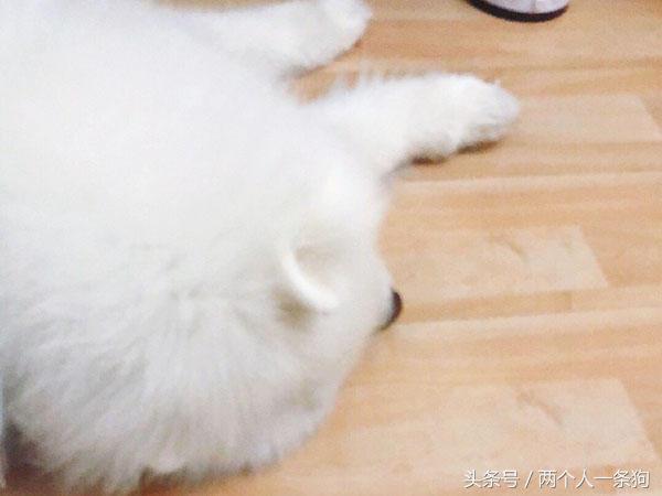 公司空调坏了主人挥汗如雨工作,萨摩耶却在家吹冷气,太舒服了