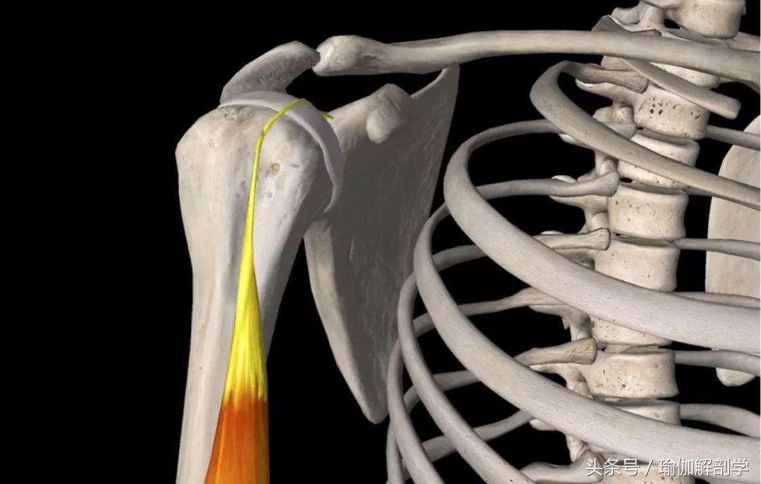 肩部僵硬打不开？试试这套“全方位”的开肩练习