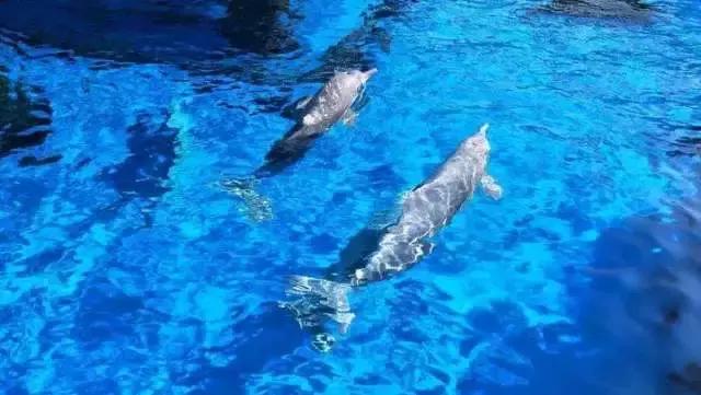 暑期陪娃游长隆海洋王国,这个暑假去珠海海洋王国多人吗