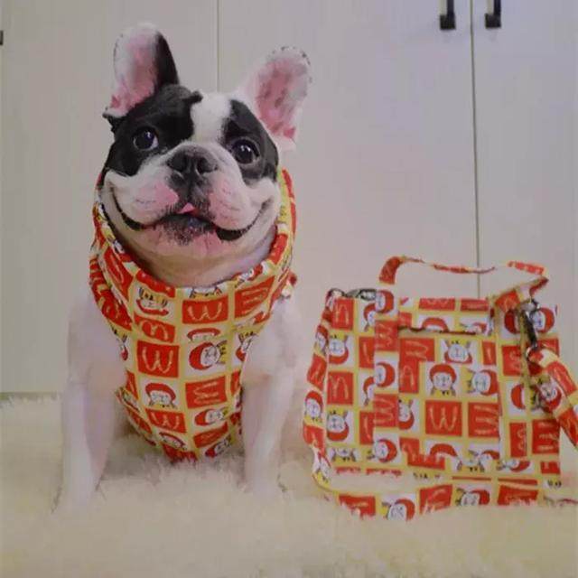 铲屎官给狗狗穿衣服,铲屎官给狗狗穿秋裤