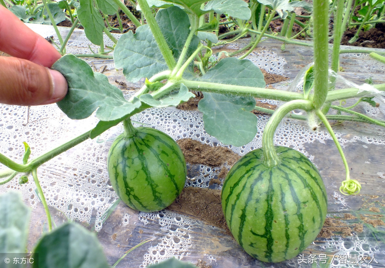 黄瓤西瓜和红瓤西瓜含糖量,西瓜如何提高产量