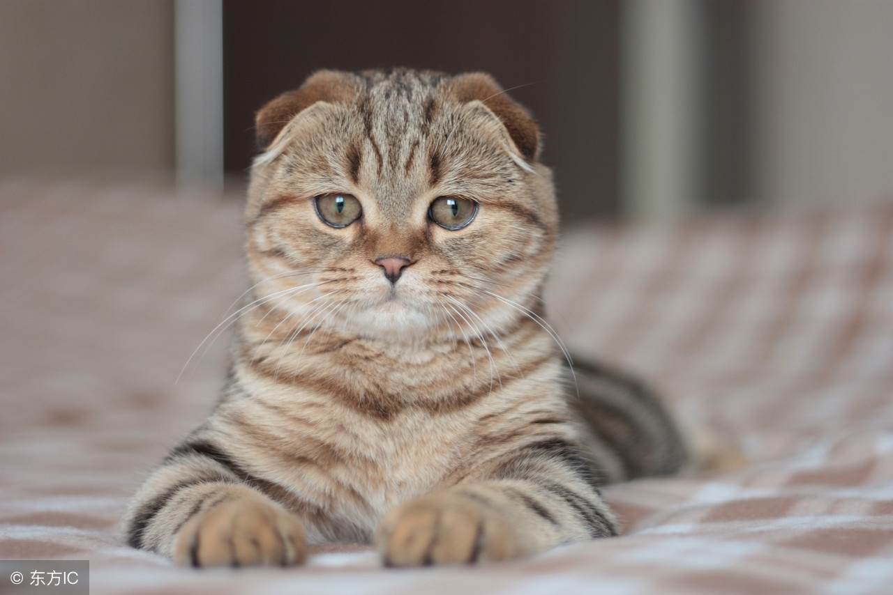 买猫去宠物店还是猫市场好一点,买猫最好到宠物店买还是到网上买