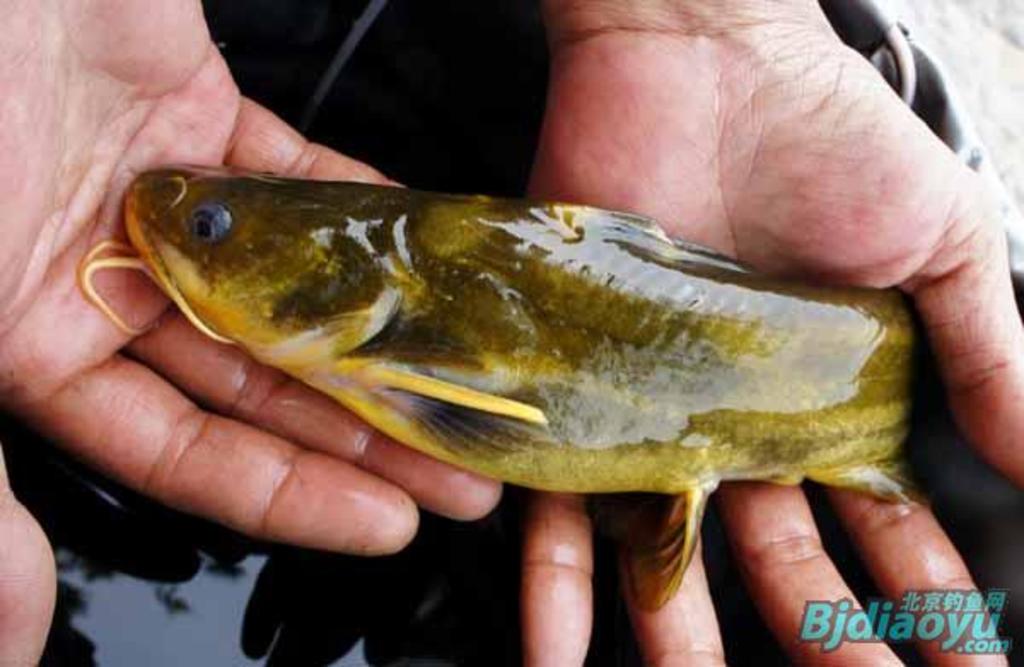 我的筏钓之乐全集,我的筏钓之乐完整版