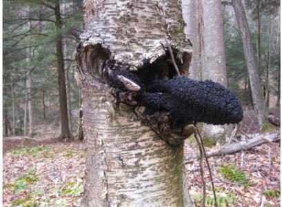 您见过树上长的“黑炭”？这可是树上的“黑金”农村人都知道