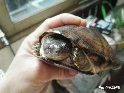 难养的龟,龟难养吗