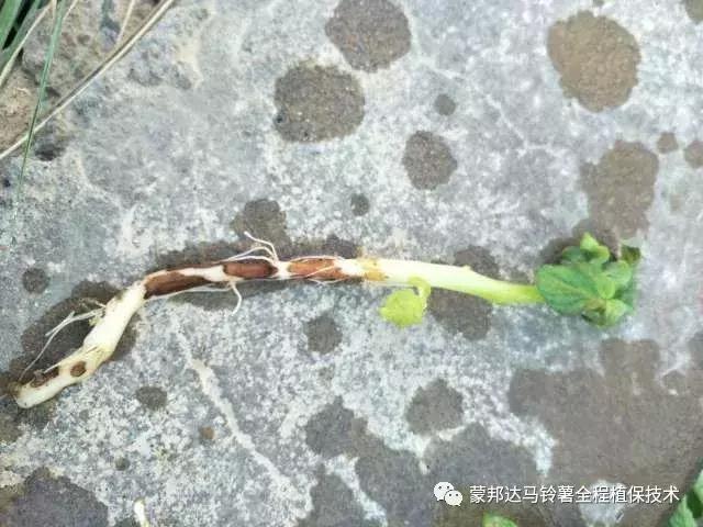 马铃薯苗期预防哪些病虫害,马铃薯生长期怎么防病