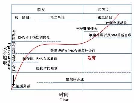种子发芽了容易倒,种子发芽会不会坏