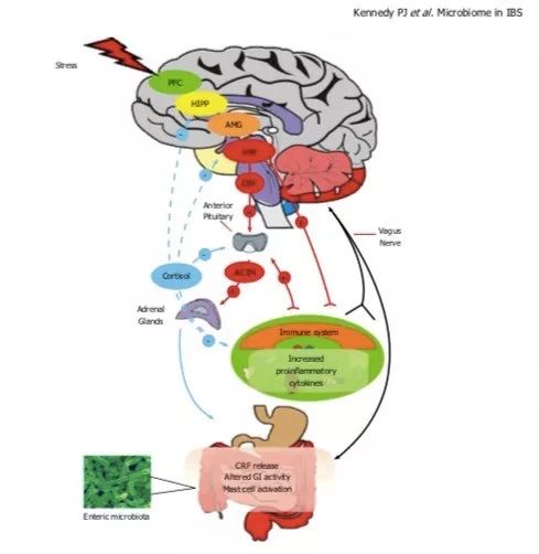 「蔡依憬」肠易激成因的科学猜想