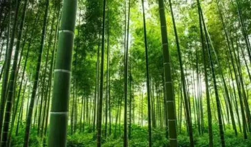 竹纤维凉席为什么会有味道,为什么纤维凉席有香味