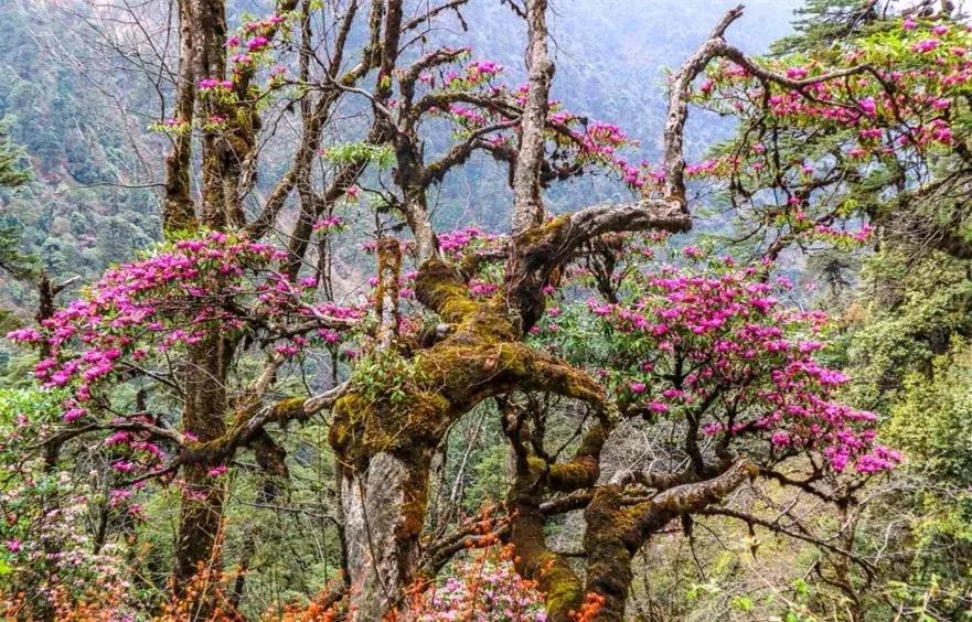 探寻高黎贡山,高黎贡山优美圣地