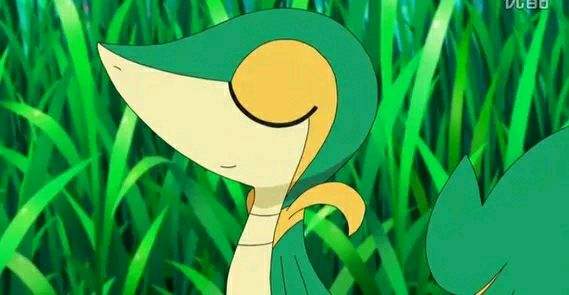 宠物小精灵初始宝可梦,宠物小精灵三个初始精灵