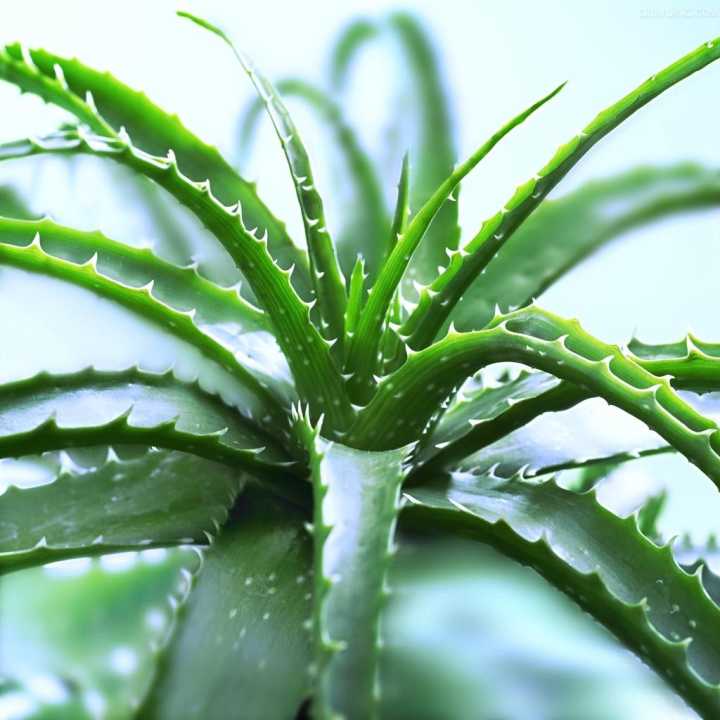 养殖的芦荟叶尖发黄干瘪怎么解决,家里的芦荟如何处理才能用