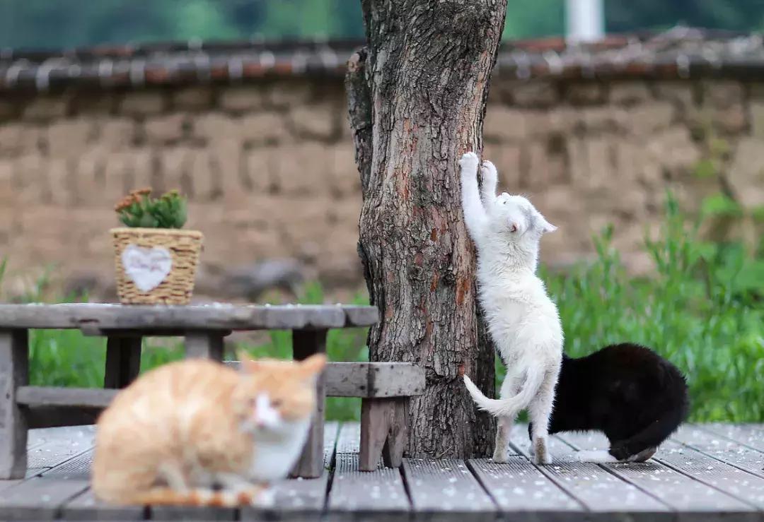 百里山水画廊四季花海,周末美好时光畅游千亩花海