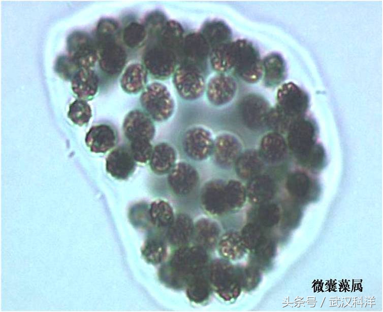 赤潮最常见的藻类有哪些,不属于环境中常见藻类