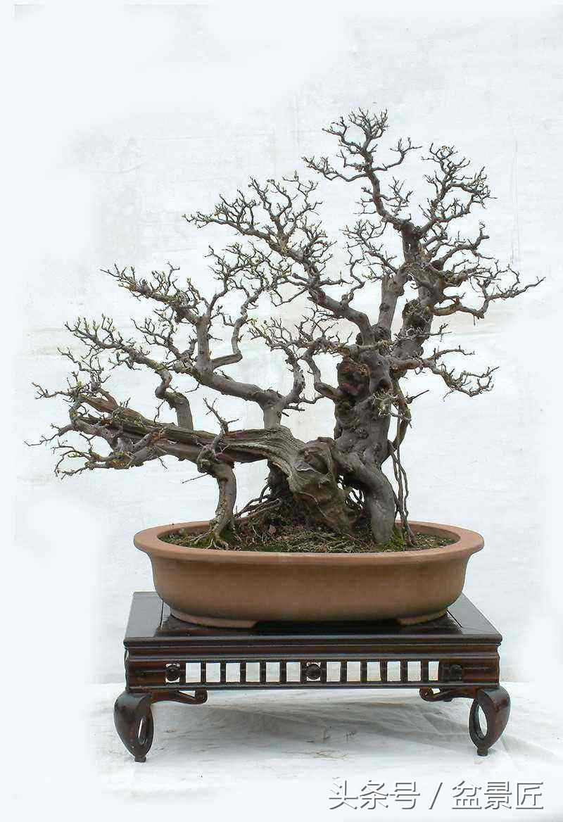 如何制作雀梅盆景,雀梅盆景怎么制作