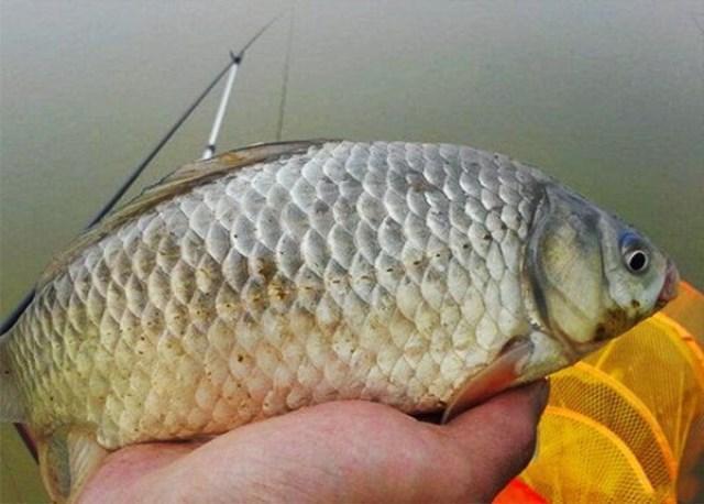 钓鲫鱼用什么饵料最好夏天,夏天七星漂钓鲫鱼挂什么饵料