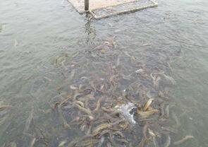 池塘里养泥鳅不经常喂食会死吗,泥鳅喂水的正确方法