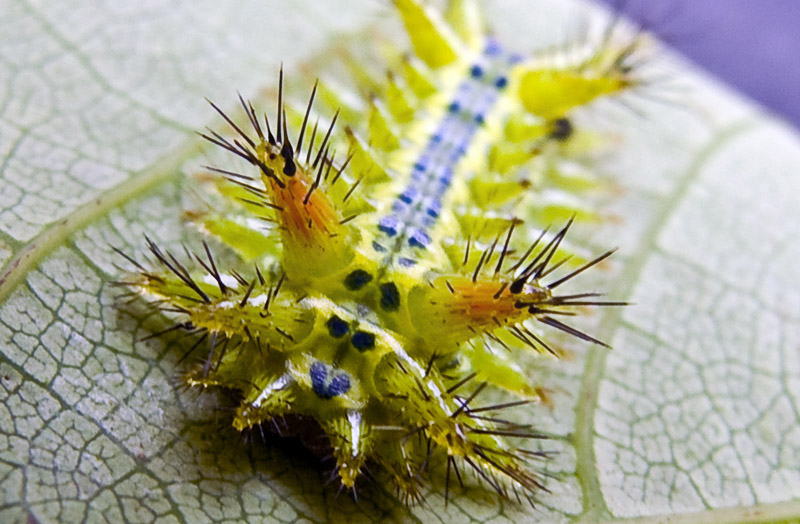 被刺毛虫蛰了怎么处理,被刺毛虫蛰了怎么办