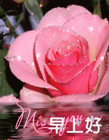 早上好配图鲜花表情图,鲜花祝福表情包早上好