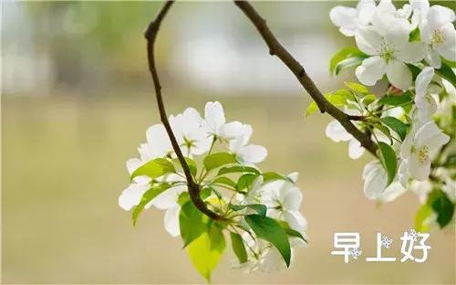 早上好配图鲜花表情图,鲜花祝福表情包早上好