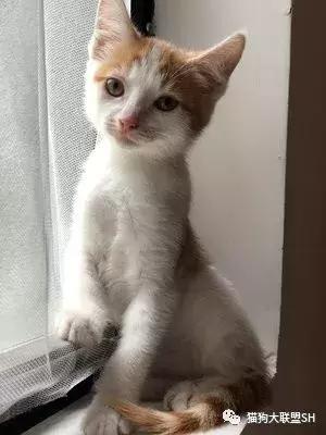 猫狗大联盟维护,猫狗联盟