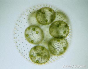 海边常见藻类植物图片,藻类植物常见的有什么