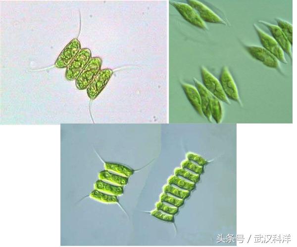 海边常见藻类植物图片,藻类植物常见的有什么